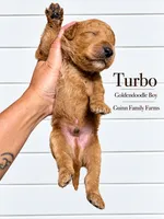 Turbo, a female Goldendoodle for sale in Haslet, TX – 4 of 4