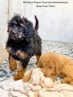 Chuck Wagon, a male Goldendoodle for sale in Haslet, TX – 9 of 9