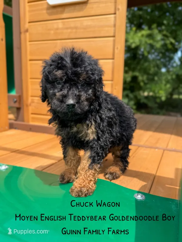 Chuck Wagon – Goldendoodle puppy for sale in Haslet, TX