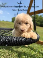Shoofly , a female Goldendoodle for sale in Haslet, TX – 6 of 7