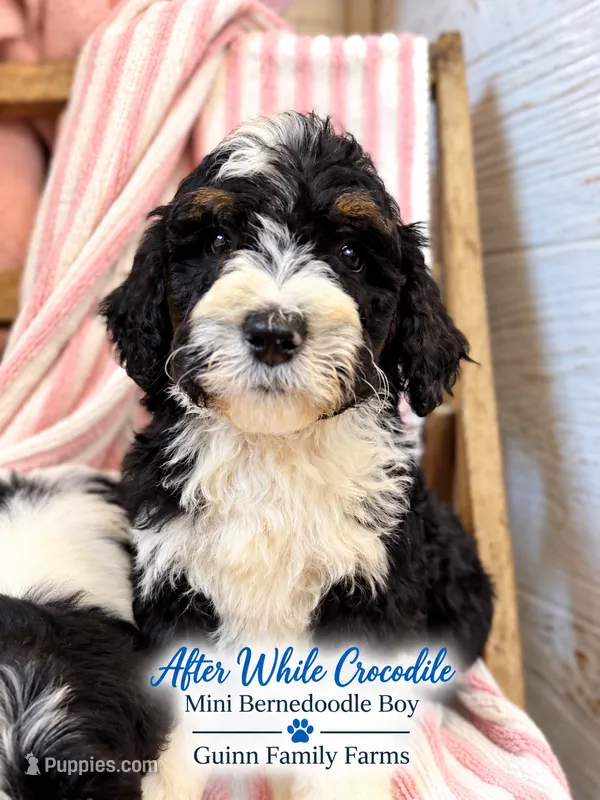 After While Crocodile  – Bernedoodle, Miniature Bernedoodle puppy for sale in Haslet, TX