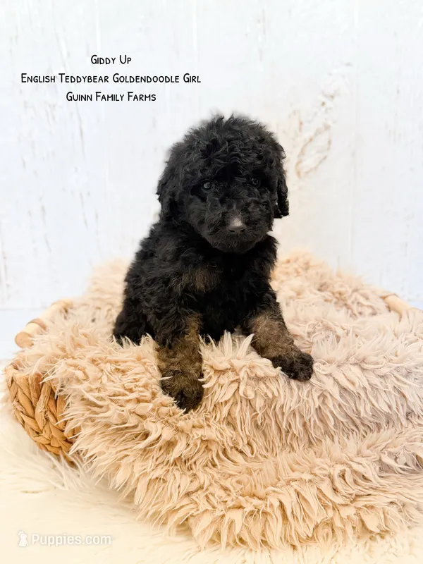 Giddy Up  – Goldendoodle puppy for sale in Haslet, TX