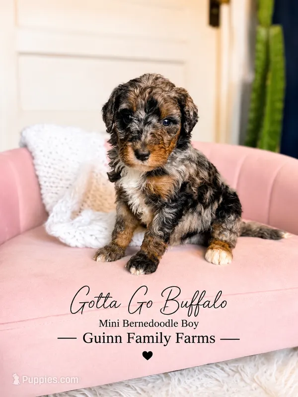 Gotta Go Buffalo – Bernedoodle, Miniature Bernedoodle puppy for sale in Haslet, TX
