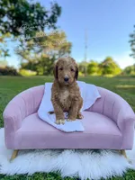 Banana Bum, a male Goldendoodle for sale in Haslet, TX – 4 of 6