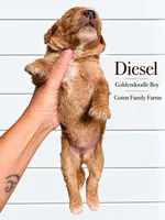 Diesel, a female Goldendoodle for sale in Haslet, TX – 2 of 4