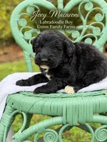 Joey Macaroni , a male Labradoodle for sale in Haslet, TX – 1 of 8