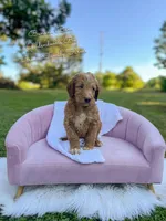 Banana Bum, a male Goldendoodle for sale in Haslet, TX – 2 of 6