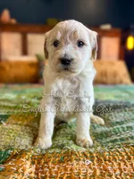 Abby Cadaby, a female Goldendoodle for sale in Haslet, TX – Photo 4 of 4
