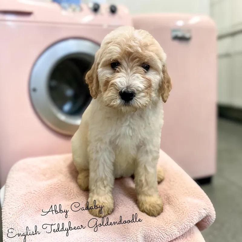 Abby Cadaby – Goldendoodle puppy for sale in Haslet, TX