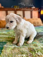 Abby Cadaby, a female Goldendoodle for sale in Haslet, TX – Photo 3 of 4