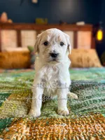 Abby Cadaby, a female Goldendoodle for sale in Haslet, TX – Photo 1 of 4