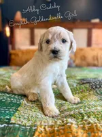 Abby Cadaby, a female Goldendoodle for sale in Haslet, TX – Photo 2 of 4