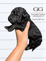 CiCi Phantom, a female English Goldendoodle and Miniature Goldendoodle for sale in Haslet, TX – 6 of 6