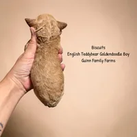 Biscuits English Teddybear , a male Goldendoodle and English Goldendoodle for sale in Haslet, TX – 3 of 3