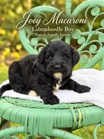 Joey Macaroni , a male Labradoodle for sale in Haslet, TX – 4 of 8