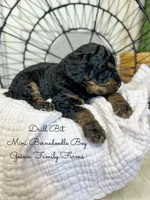 Drill Bit , a male Miniature Bernedoodle for sale in Haslet, TX – 2 of 4