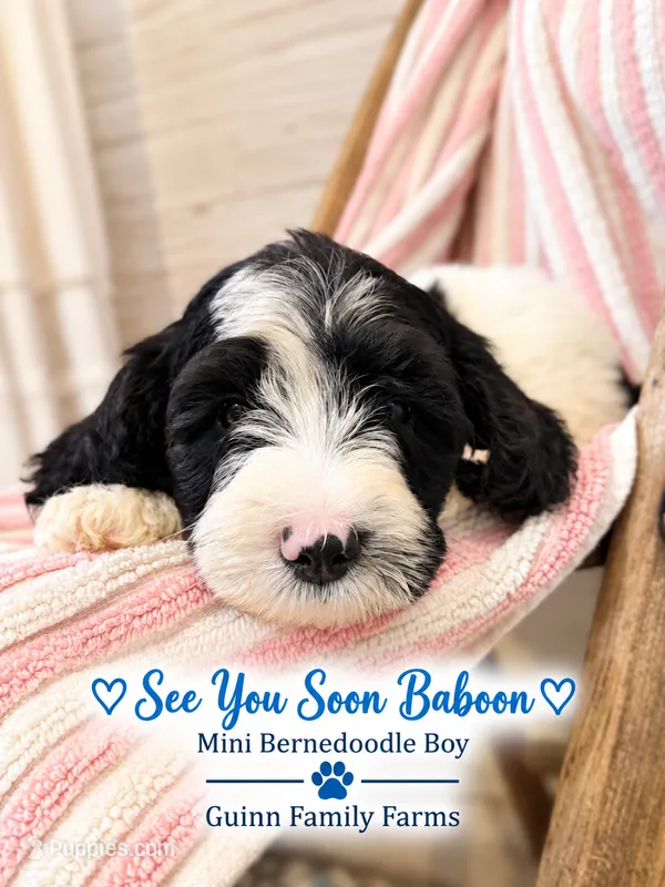 See You Soon Baboon – Bernedoodle, Miniature Bernedoodle puppy for sale in Haslet, TX