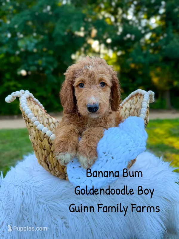 Banana Bum – Goldendoodle puppy for sale in Haslet, TX