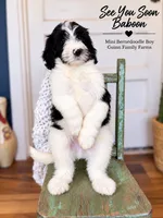 See You Soon Baboon, a female Bernedoodle and Miniature Bernedoodle for sale in Haslet, TX – 5 of 9