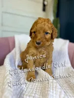 Janice , a female Goldendoodle for sale in Haslet, TX – Photo 2 of 4