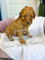 Janice , a female Goldendoodle for sale in Haslet, TX – Photo 4 of 4