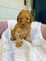 Janice , a female Goldendoodle for sale in Haslet, TX – Photo 1 of 4