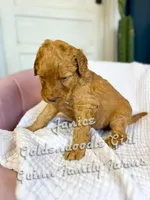 Janice , a female Goldendoodle for sale in Haslet, TX – Photo 3 of 4