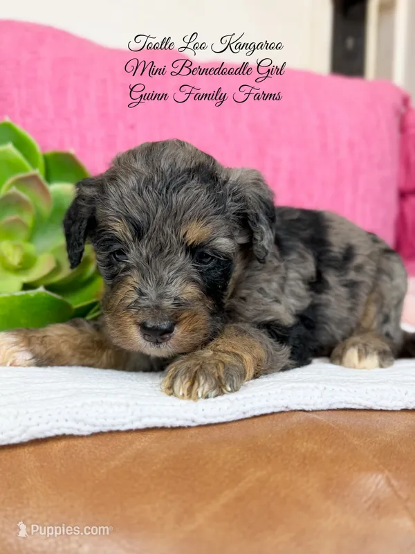 Tootle Loo Kangaroo – Bernedoodle, Miniature Bernedoodle puppy for sale in Haslet, TX