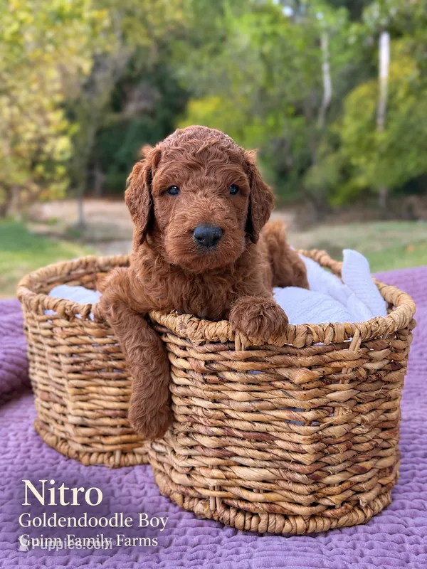 Nitro – Goldendoodle puppy for sale in Haslet, TX