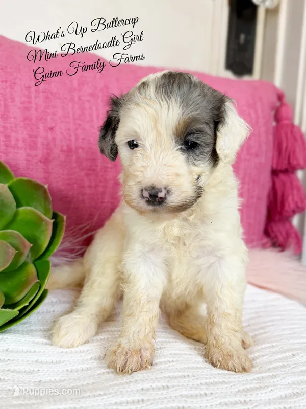 What’s Up Buttercup  – Bernedoodle, Miniature Bernedoodle puppy for sale in Haslet, TX