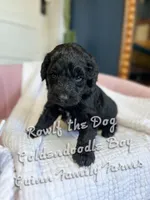 Roulf the Dog , a male Goldendoodle for sale in Haslet, TX – Photo 3 of 5