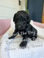 Roulf the Dog , a male Goldendoodle for sale in Haslet, TX – Photo 1 of 5