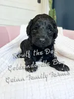 Roulf the Dog , a male Goldendoodle for sale in Haslet, TX – Photo 4 of 5