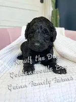 Roulf the Dog , a male Goldendoodle for sale in Haslet, TX – Photo 5 of 5