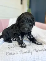 Roulf the Dog , a male Goldendoodle for sale in Haslet, TX – Photo 2 of 5