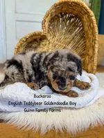 Buckaroo, a male Goldendoodle for sale in Haslet, TX – 3 of 4
