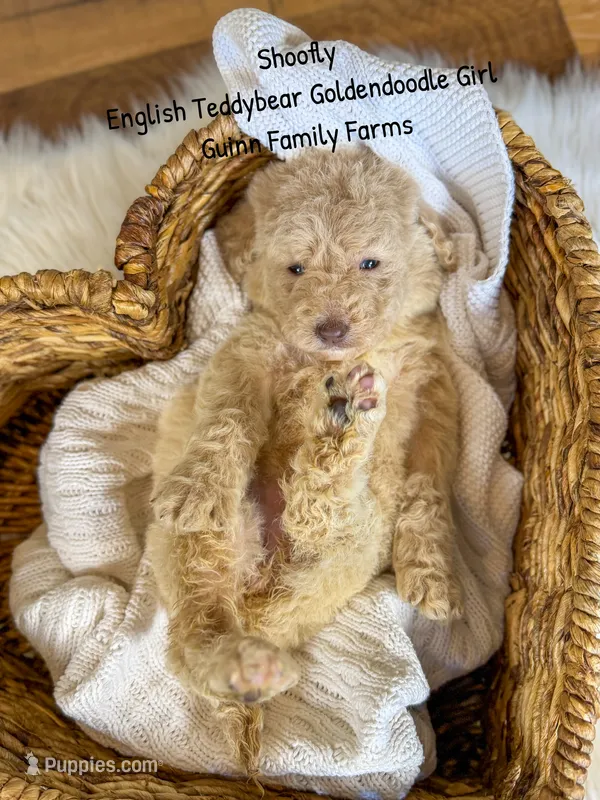 Shoofly – Goldendoodle puppy for sale in Haslet, TX