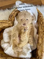 Shoofly, a female Goldendoodle for sale in Haslet, TX – 1 of 6