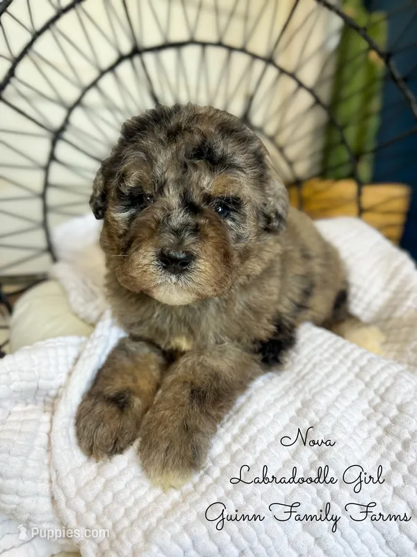 Nova Merle – Labradoodle puppy for sale in Haslet, TX