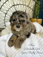 Nova Merle, a female Labradoodle for sale in Haslet, TX – 6 of 8