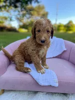 Banana Bum, a male Goldendoodle for sale in Haslet, TX – 3 of 6