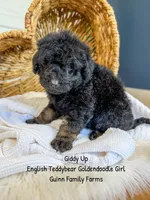 Giddy Up , a female Goldendoodle for sale in Haslet, TX – 4 of 5