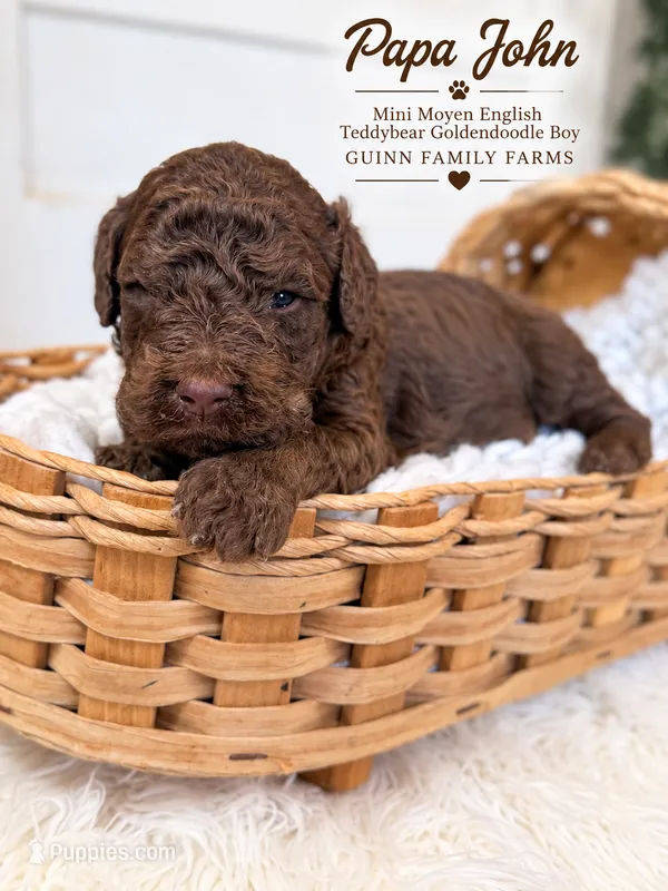 PaPa John Chocolate – English Goldendoodle, Miniature Goldendoodle puppy for sale in Haslet, TX