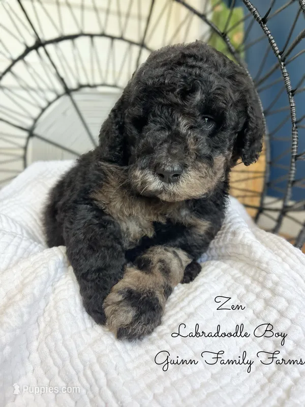 Zen Tweed Merle – Labradoodle puppy for sale in Haslet, TX