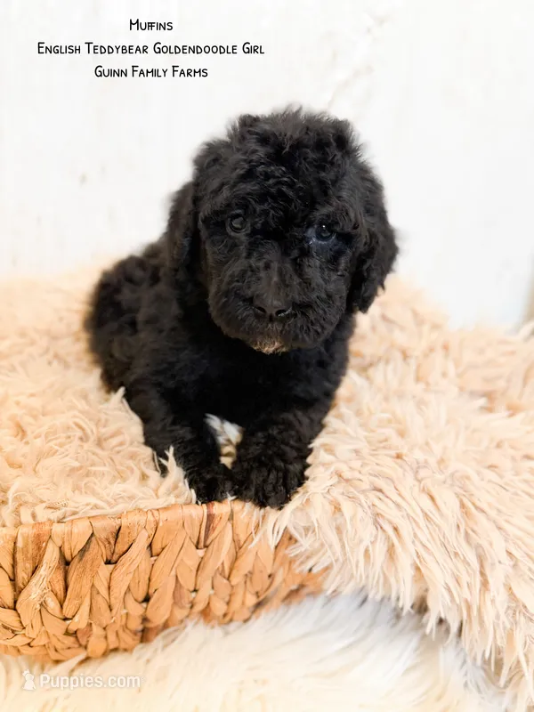 Muffin English  – Goldendoodle, English Goldendoodle puppy for sale in Haslet, TX