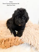Muffin English , a female Goldendoodle and English Goldendoodle for sale in Haslet, TX – 1 of 6