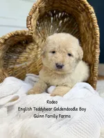 Rodeo, a male Goldendoodle for sale in Haslet, TX – 6 of 6