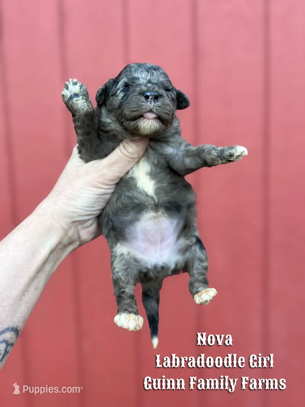 Nova Merle – Labradoodle puppy for sale in Haslet, TX