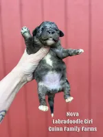 Nova Merle, a female Labradoodle for sale in Haslet, TX – Photo 1 of 3