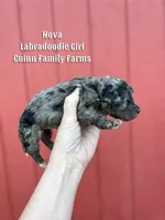 Nova Merle, a female Labradoodle for sale in Haslet, TX – Photo 3 of 3